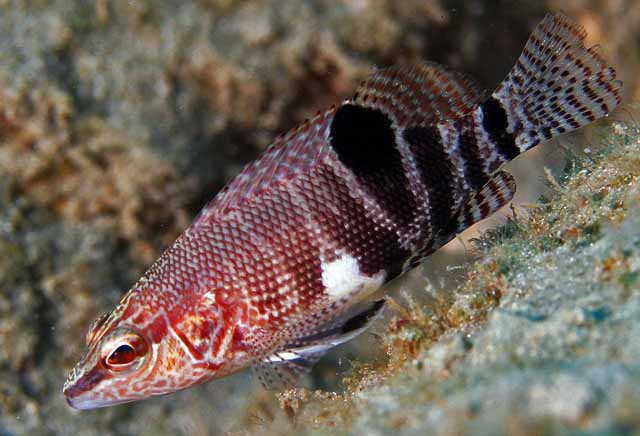 Belted Sandfish